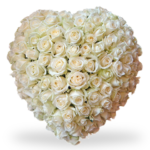 cuore di 100 rose bianche