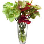 Bouquet di anthurium a Roma