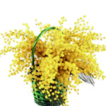 Cesto di mimosa a Roma