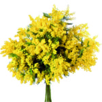 Fascio di mimosa a Roma
