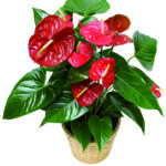 Pianta di Anthurium a Roma