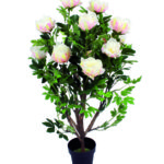 Pianta di Peonia rosa chiaro a Roma
