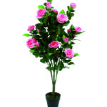 Pianta di rose rosa a Roma