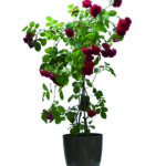 Pianta di rose rosse a Roma