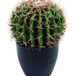 Pianta Bag Cactus a Roma