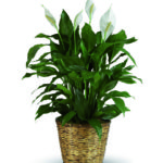 Pianta Spathiphyllum a Roma
