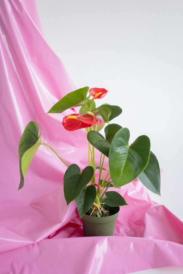 anthurium