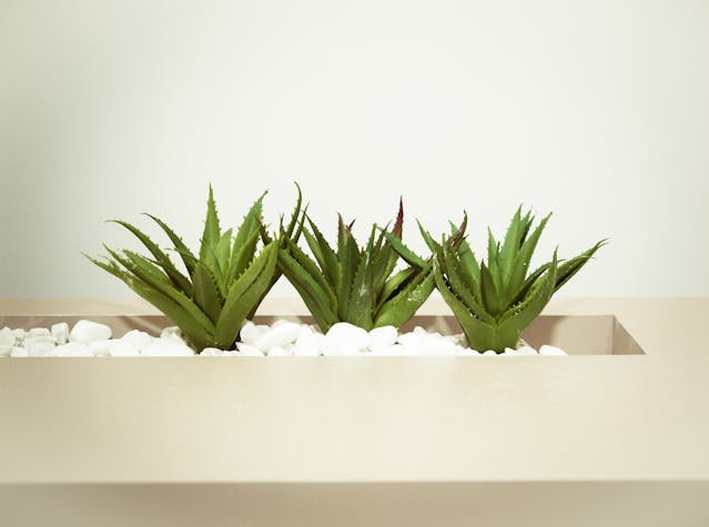 pianta di aloe vera