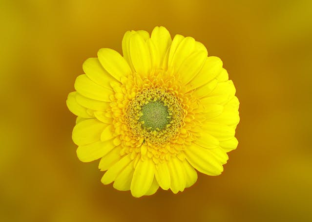 fiori a domicilio per la festa della donna