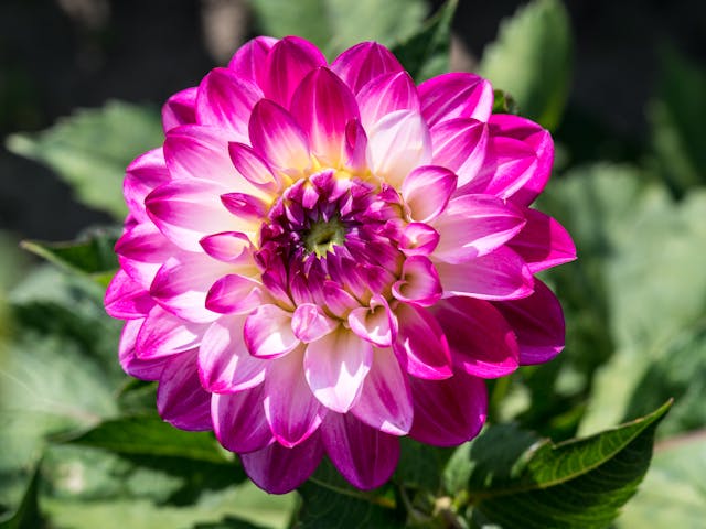 quali fiori sbocciano in agosto