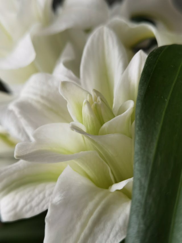 quali sono i fiori che rappresentano l'amore eterno