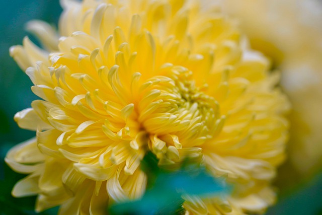 i fiori più indicati per un bouquet maschile