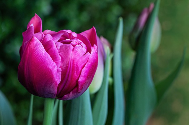 quali fiori simboleggiano l'amore