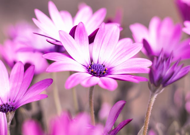 fiori estivi come riempire il giardino