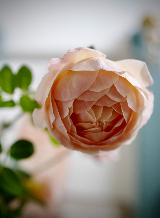cuore di rose arancio