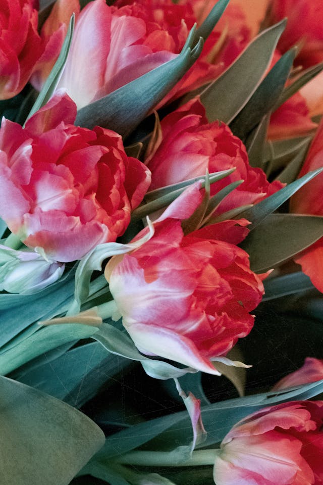il fascino del tulipano giallo