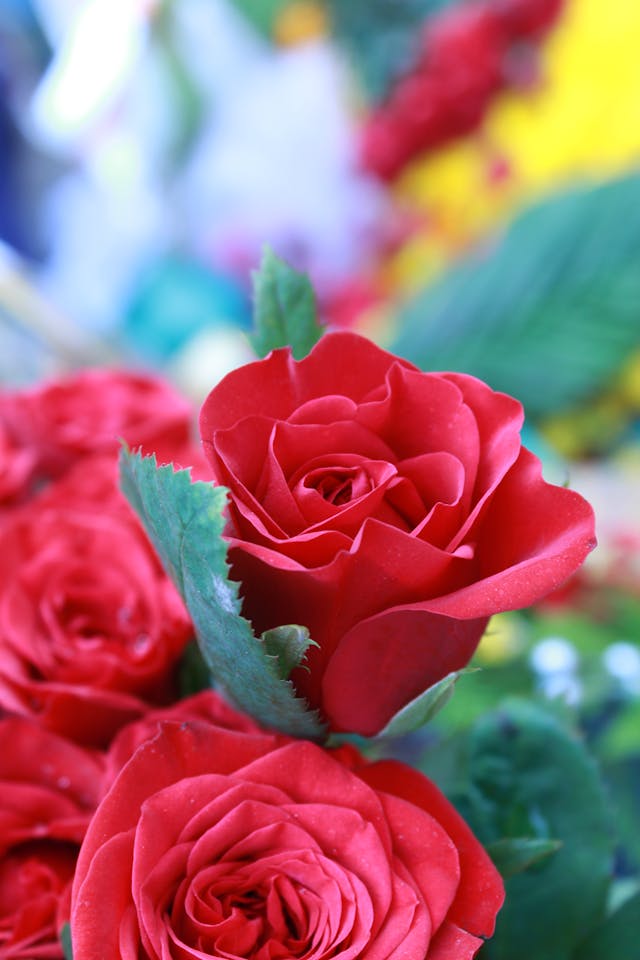 50 rose rosse per ogni occasione